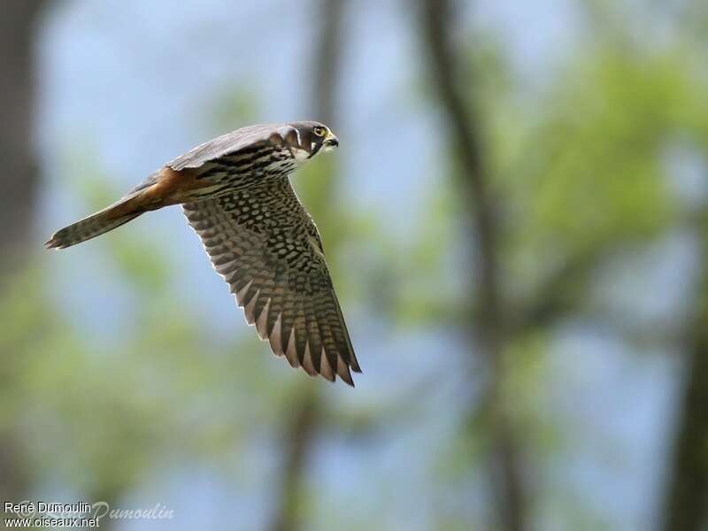 Eurasian Hobbyadult, Flight