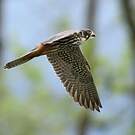 Eurasian Hobby