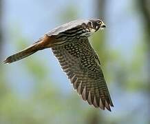 Eurasian Hobby