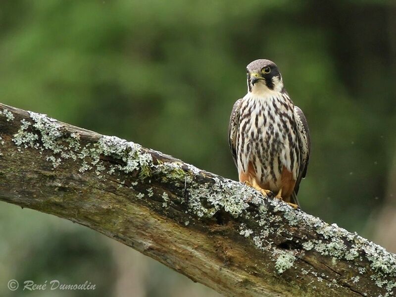 Eurasian Hobbyadult, identification