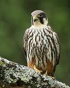 Eurasian Hobby