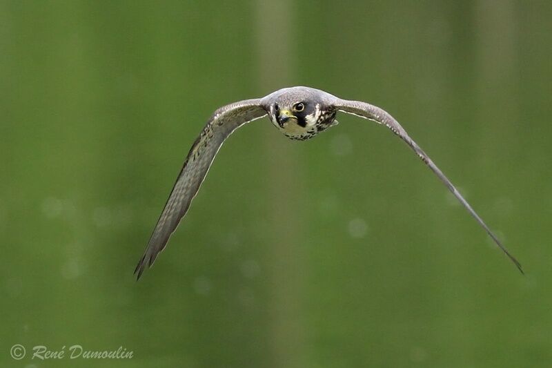 Eurasian Hobbyadult, Flight