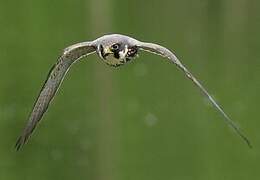 Eurasian Hobby