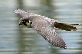 Eurasian Hobby