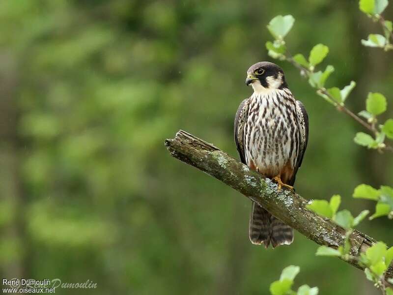 Eurasian Hobbyadult, close-up portrait