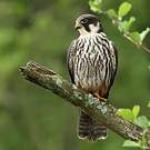 Eurasian Hobby