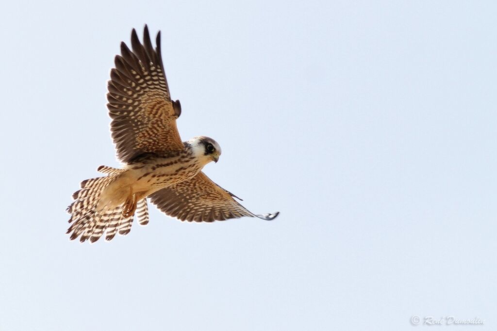 Red-footed FalconFirst year, Flight