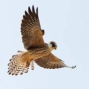 Red-footed Falcon