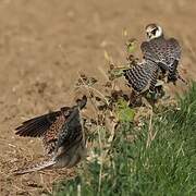 Red-footed Falcon