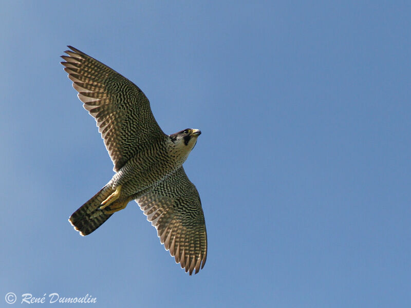 Peregrine Falcon female adult, Flight