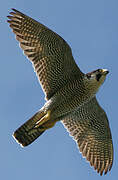 Peregrine Falcon