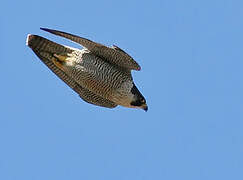 Peregrine Falcon