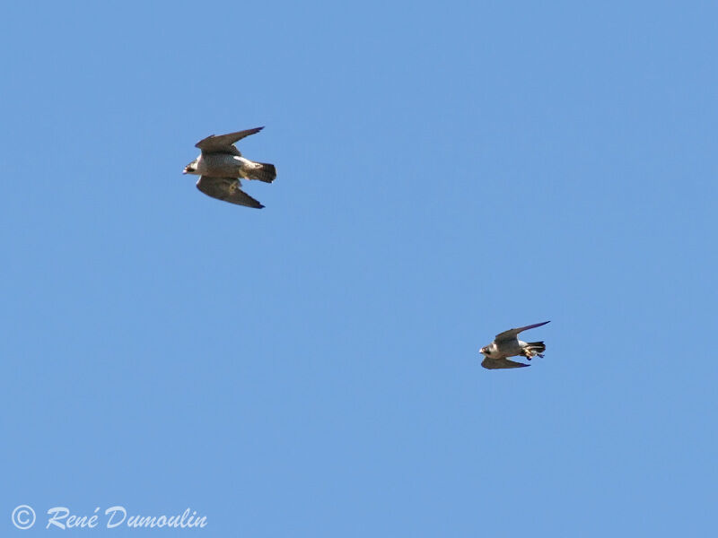 Peregrine Falcon adult, identification, Flight, Behaviour