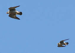 Peregrine Falcon