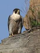 Peregrine Falcon