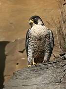 Peregrine Falcon