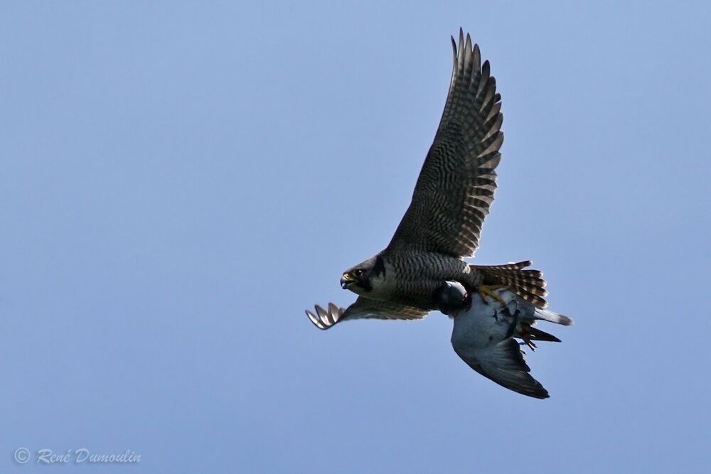 Faucon pèlerin femelle adulte, identification, Vol, pêche/chasse