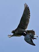 Peregrine Falcon