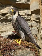 Peregrine Falcon