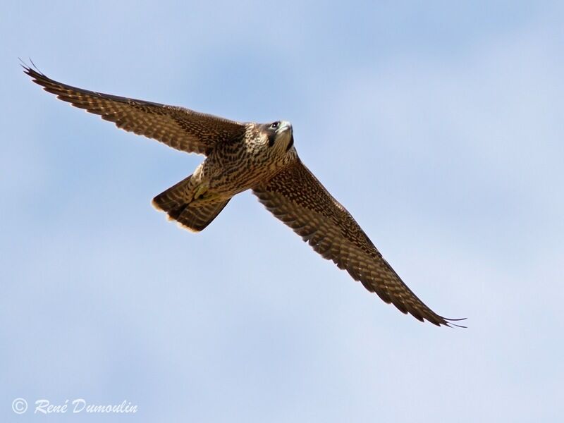 Peregrine Falconjuvenile, identification