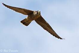 Peregrine Falcon