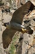 Peregrine Falcon