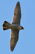 Peregrine Falcon