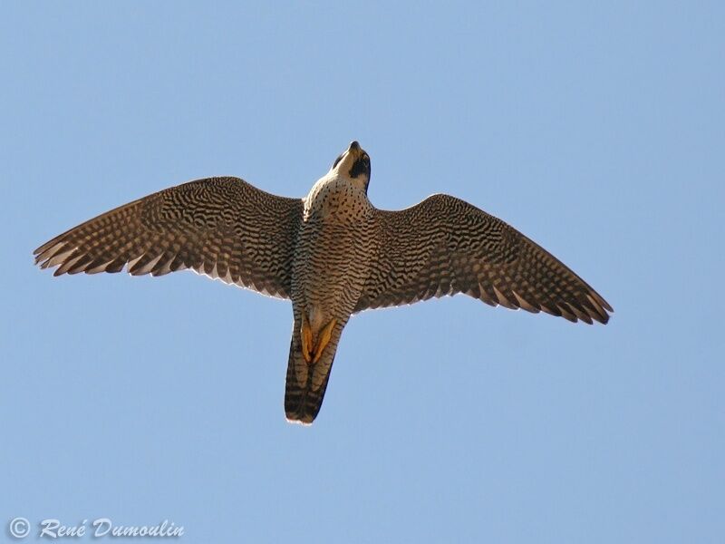 Peregrine Falcon female adult, Flight