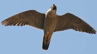 Peregrine Falcon