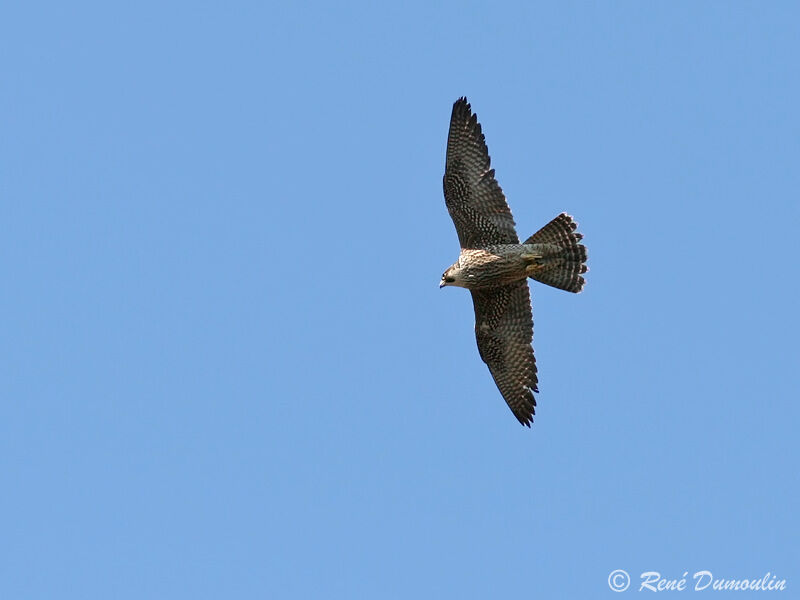 Peregrine Falconimmature, Flight