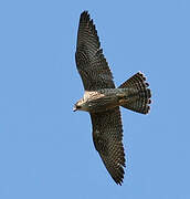 Peregrine Falcon