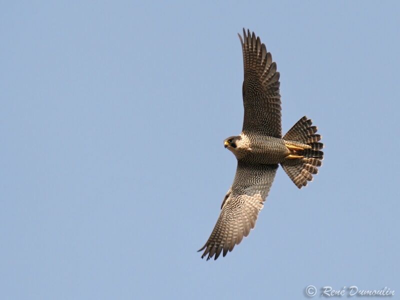 Peregrine Falcon female adult