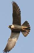 Peregrine Falcon