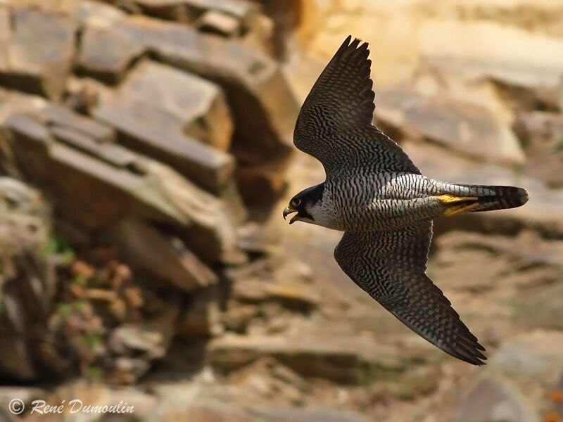 Peregrine Falcon female adult, Flight