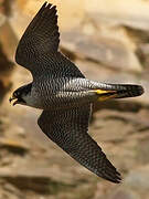 Peregrine Falcon