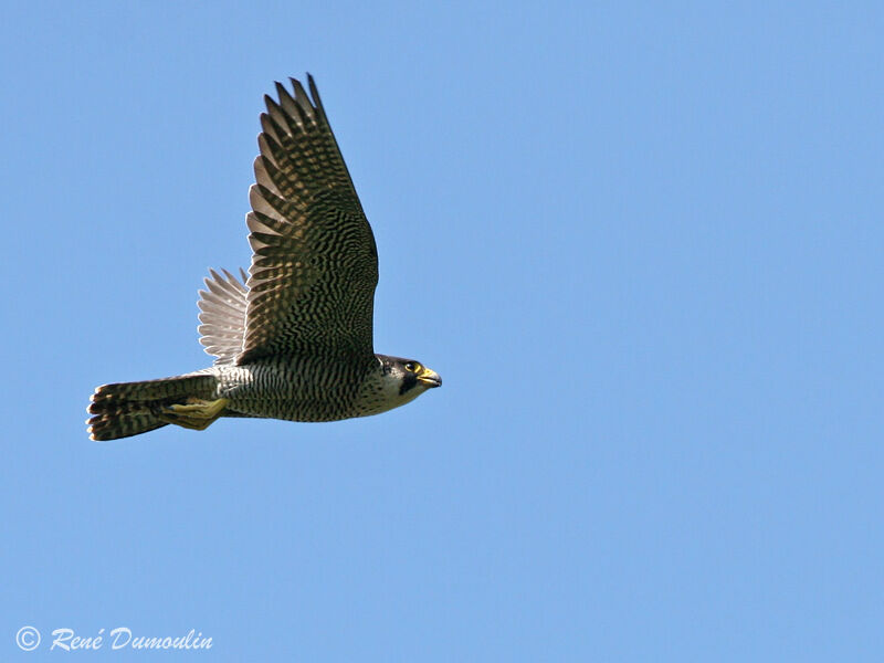 Peregrine Falcon female adult, Flight