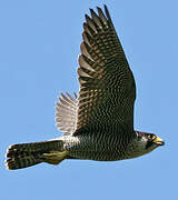 Peregrine Falcon