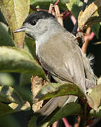 Eurasian Blackcap