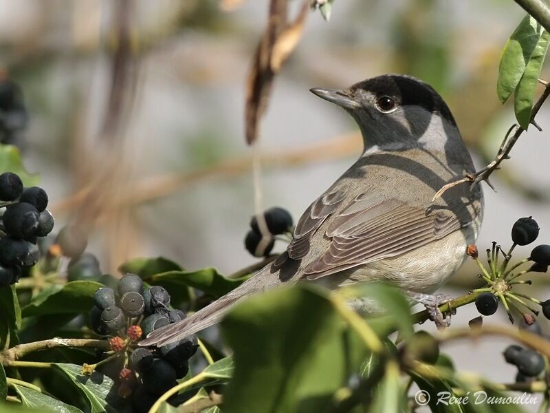 Eurasian Blackcap male adult breeding, identification, feeding habits