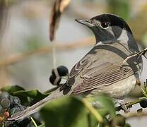 Eurasian Blackcap