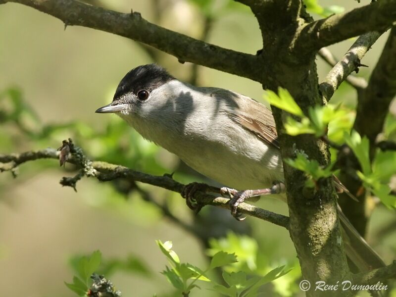 Eurasian Blackcap male adult breeding, identification