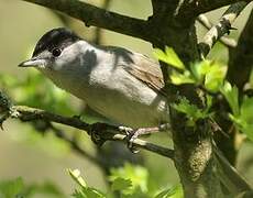 Eurasian Blackcap