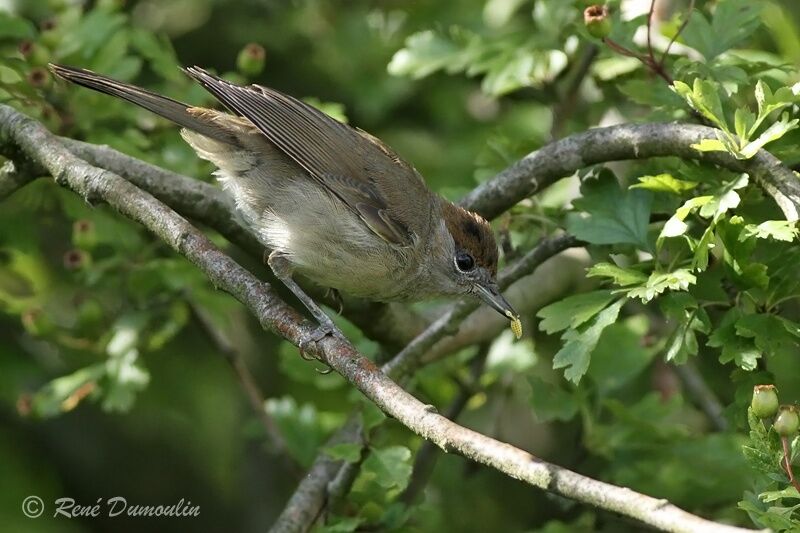 Eurasian Blackcap female adult, identification, feeding habits