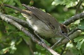 Eurasian Blackcap