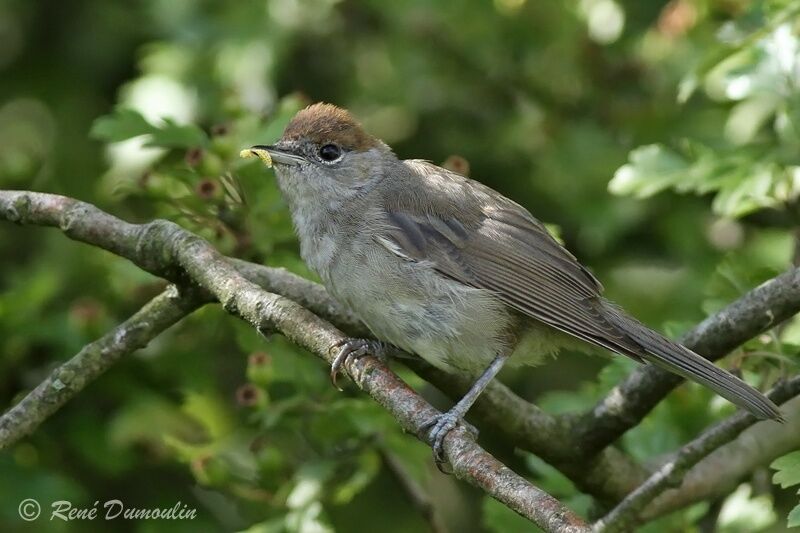 Eurasian Blackcap female adult, identification, feeding habits