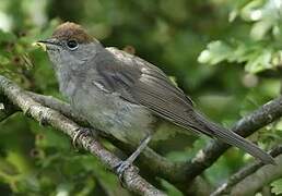 Eurasian Blackcap