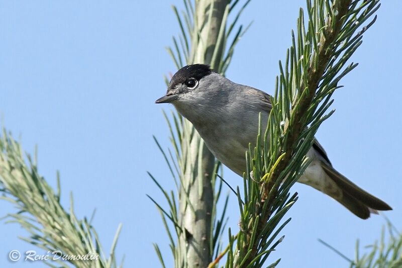 Eurasian Blackcap male adult, identification