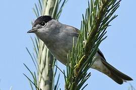 Eurasian Blackcap