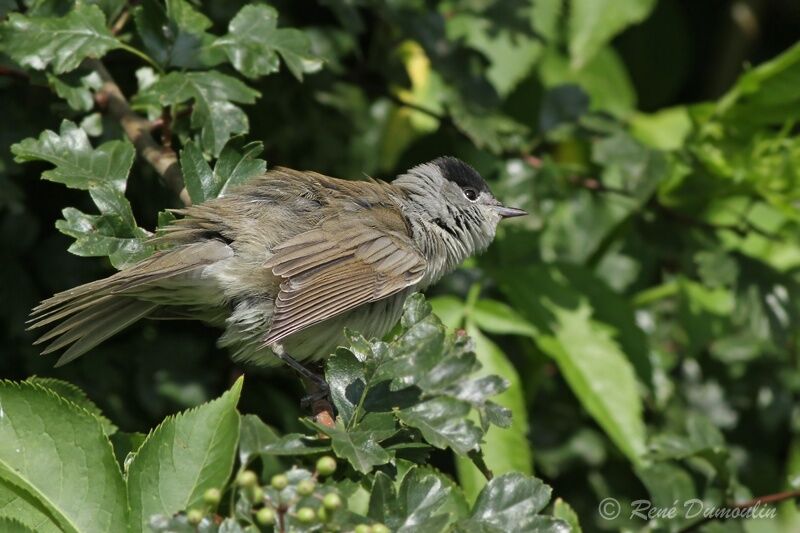 Eurasian Blackcap male adult, identification, Behaviour