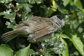 Eurasian Blackcap